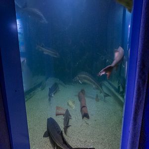 tank of sturgeons