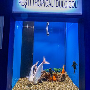 tank of different fish