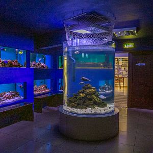 reef tanks