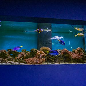 reef tank No 1