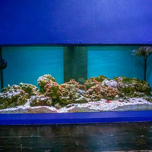 reef tank No 2
