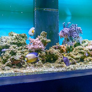 reef tank No 3