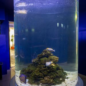 reef tank No 6