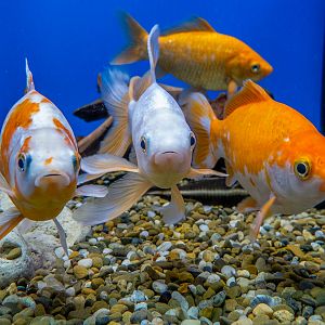 goldfish / Carassius auratus