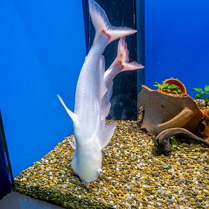 iridescent shark Var Sutchi Albino / Pangasianodon hypophthalmus