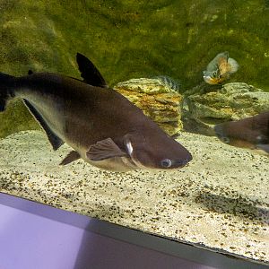 iridescent shark / Pangasianodon hypophthalmus
