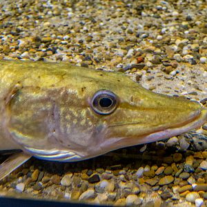 Northern pike / Esox lucius