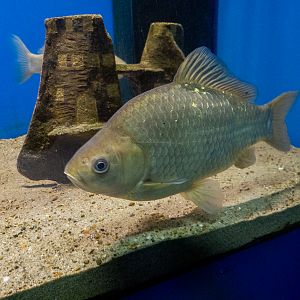 Crucian carp / Carassius carassius