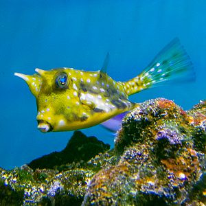 Longhorn cowfish / Lactoria cornuta