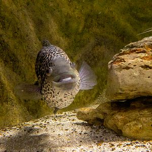 jaguar cichlid / Parachromis managuensis