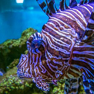 Red Lionfish / Pterois volitans
