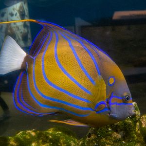 Bluering angelfish / Pomacanthus annularis