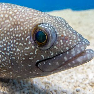 White-streaked grouper / Epinephelus ongus