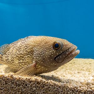 White-streaked grouper / Epinephelus ongus