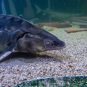 sturgeon
