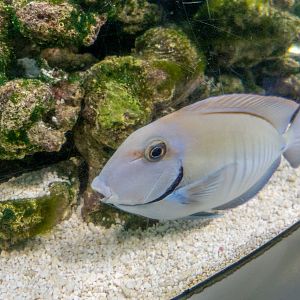 Acanthurus chirurgus