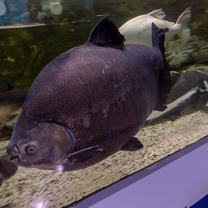 Cachama / Colossoma macropomum