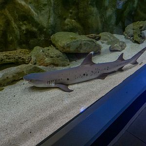 white tip reef shark / Triaenodon obesus