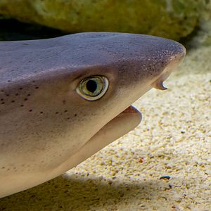 white tip reef shark / Triaenodon obesus