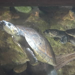 Turtle ID Help - Zoo Knoxville