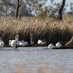 Australian Pelican