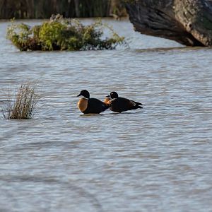 Australian Shelduck