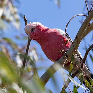 Galah
