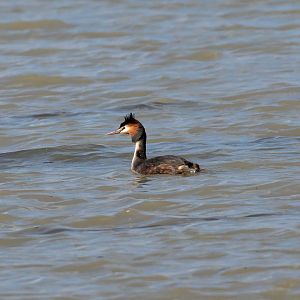 Great Crested Grebe