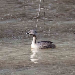 Hoary-headed Grebe