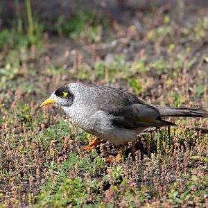 Noisy Miner