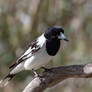 Pied Butcherbird