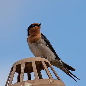 Welcome Swallow