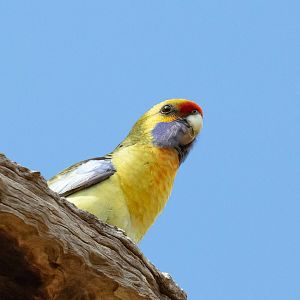 Yellow Rosella