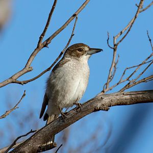 Grey Butcherbird