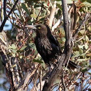 Grey Currawong