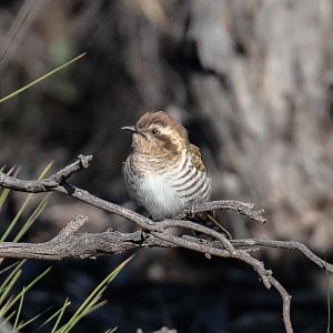 Horsfield's Bronze Cuckoo