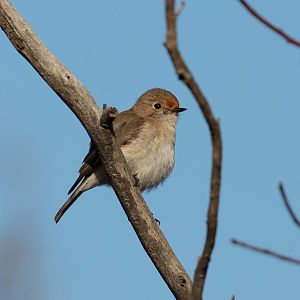Red-capped Robin