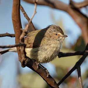 Weebill
