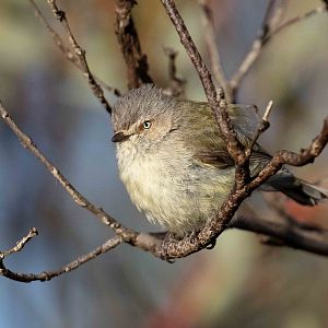 Weebill