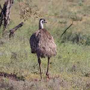 Emu