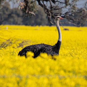 Ostrich