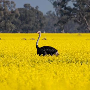 Ostrich