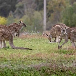 Eastern Grey Kangaroos