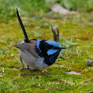 Superb Blue Wren