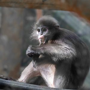 Dusky Langur
