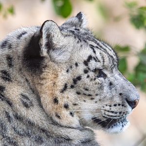 Snow Leopard - Irma