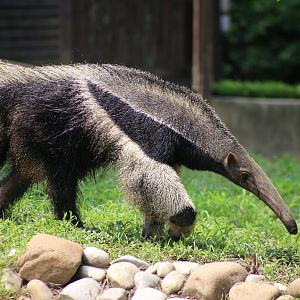Giant Anteater