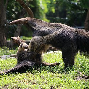 Anteater Fight