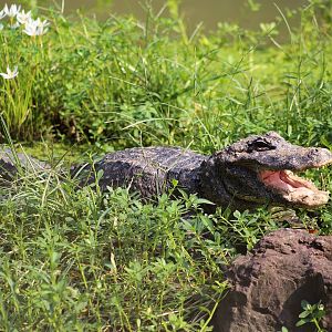 Chinese Alligator