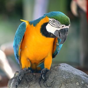 Blue-and-yellow Macaw